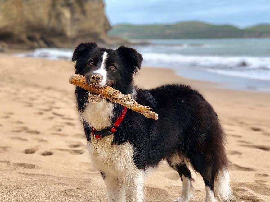 建议新手省钱养的10种狗,建议穷人新手养的10种狗