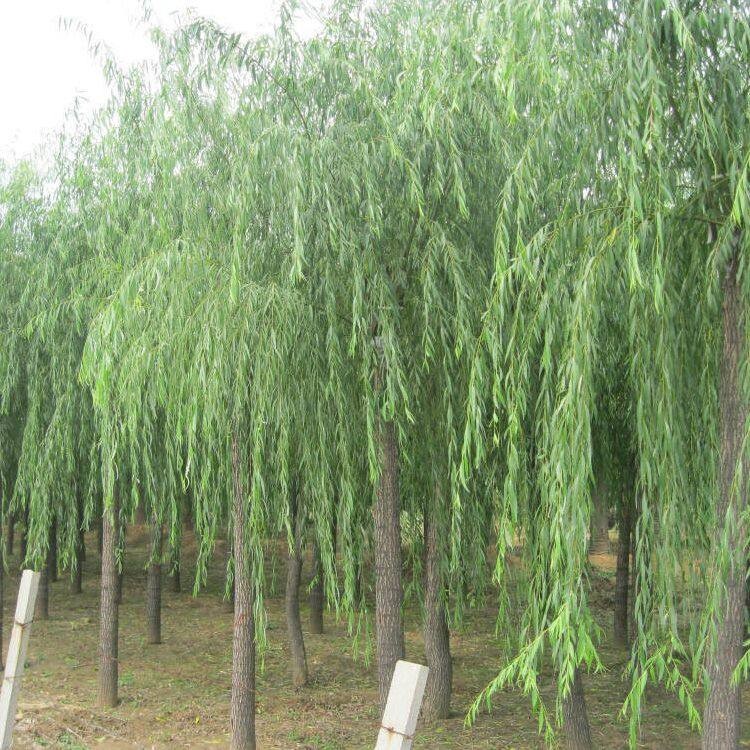 柳树七月份扦插育苗可以成活吗,柳树扦插育苗