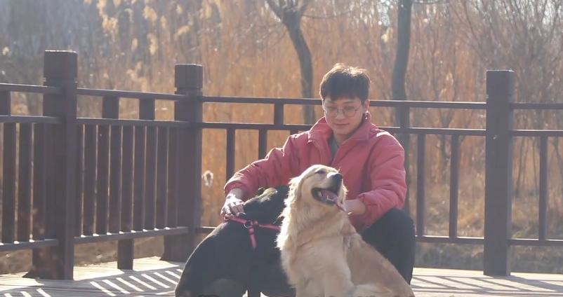 狗狗因车祸失去了一条腿,狗狗惨遭车祸