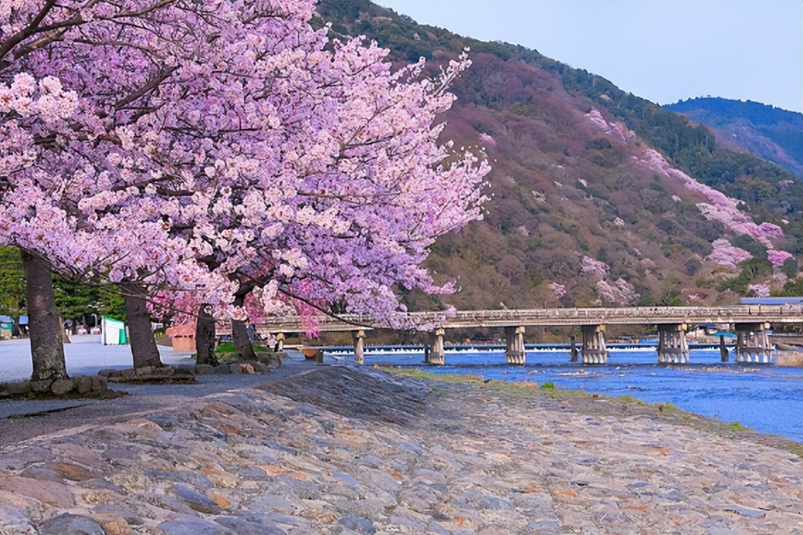 春季限定樱花口味好不好,为什么日本樱花颜色那么多