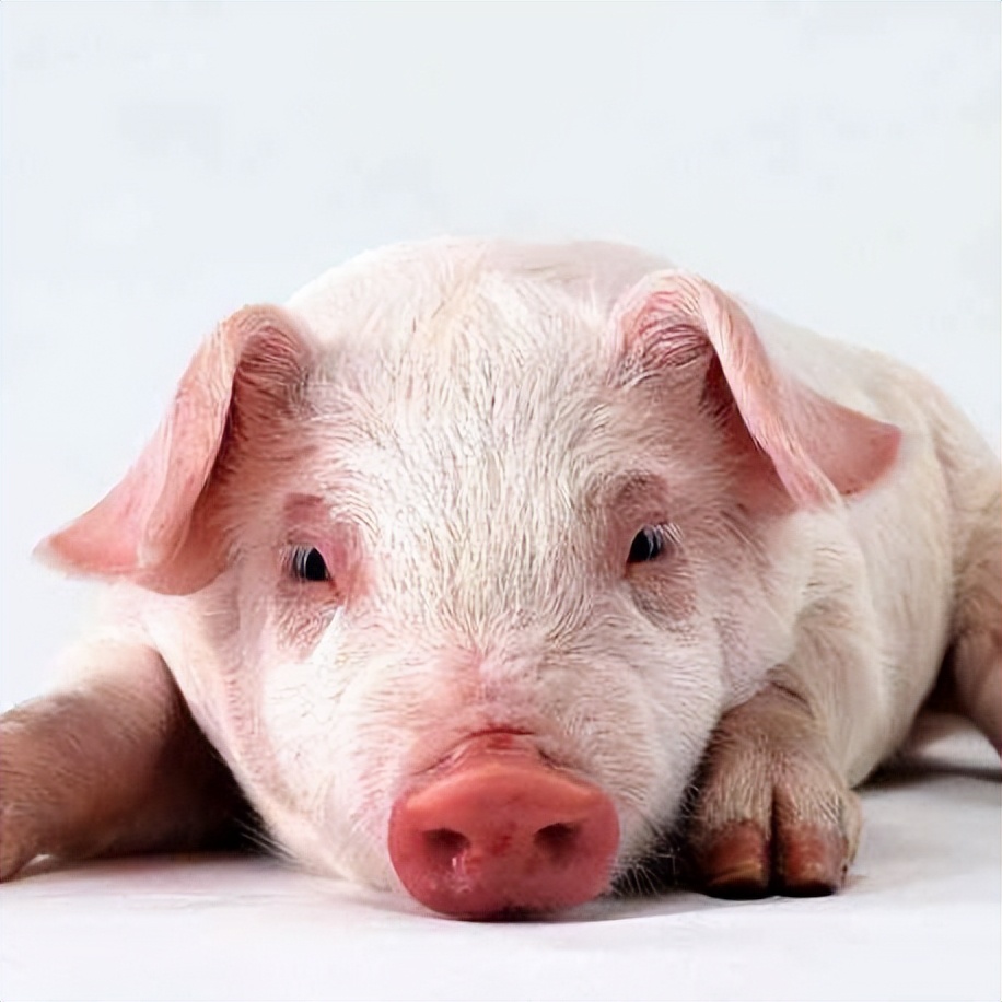 洗澡防耳进水的好办法,宝宝冲凉耳朵进水怎么办