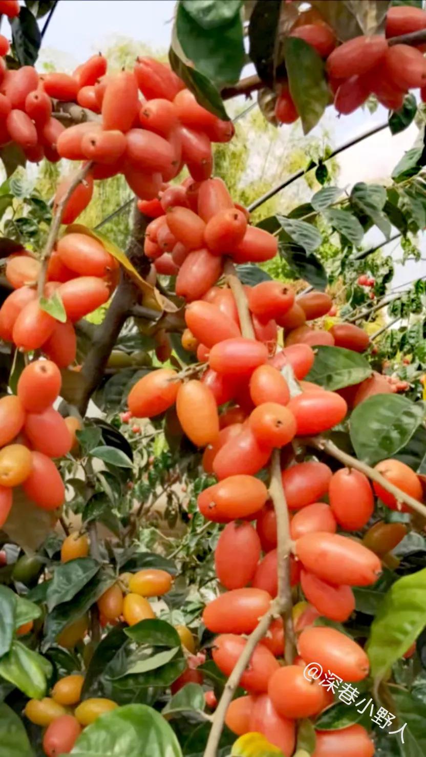 野果羊奶果学名叫什么,像羊奶果的野果比较小