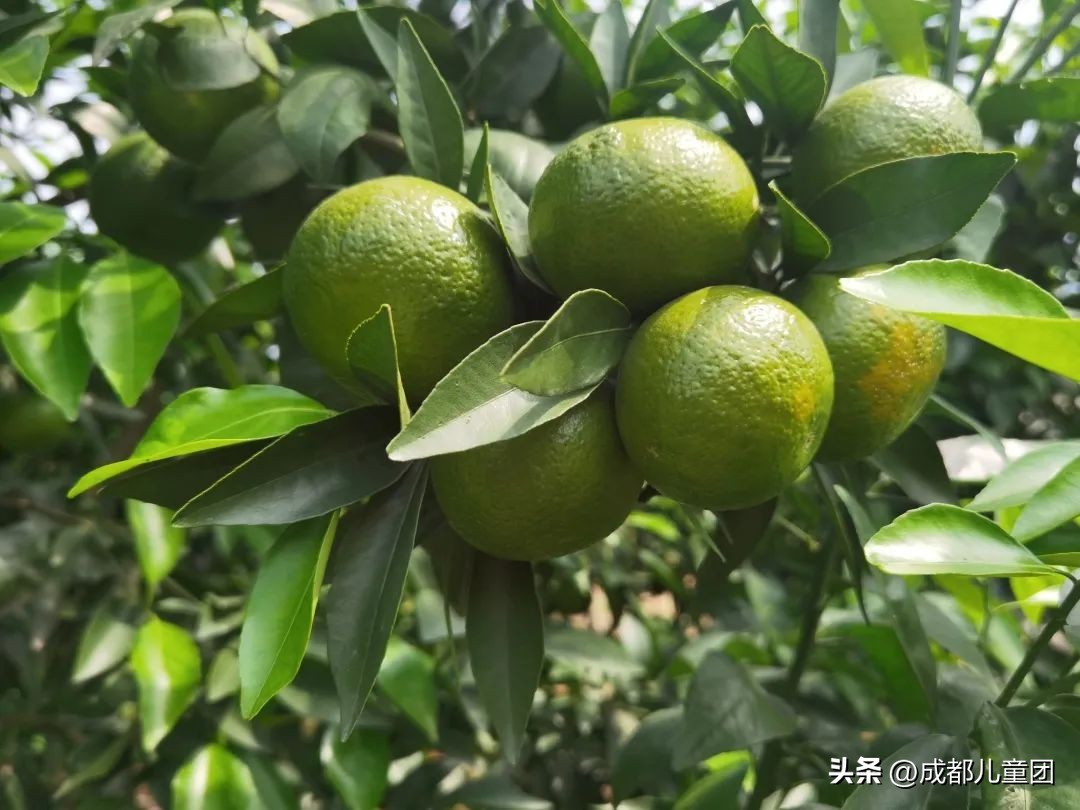 摘草莓橘子的地方推荐,附近摘橘子的地方推荐