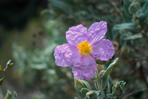 明天自有明天的忧愁,把明天的烦恼交给明天