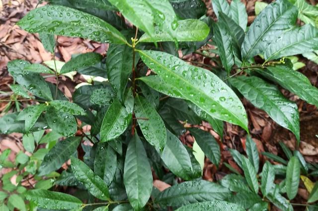 李贺最著名十首诗句,李贺的最经典诗词