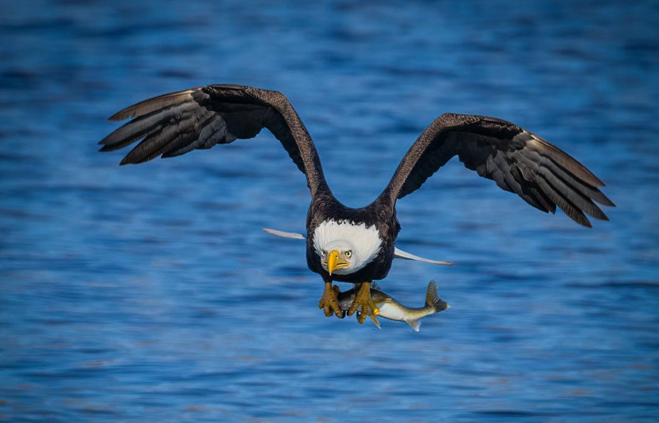 老鹰一般会袭击人么,老鹰会主动攻击人类吗