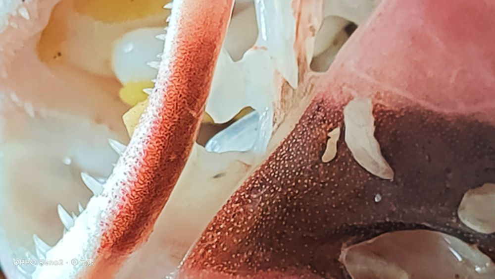 海南最受欢迎的鱼,海南岛好吃的鱼有几种