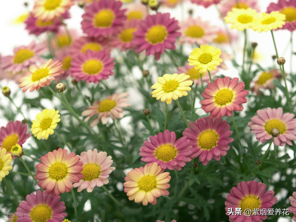 一丛黄菊花图片欣赏,五颜六色姹紫嫣红的鲜花