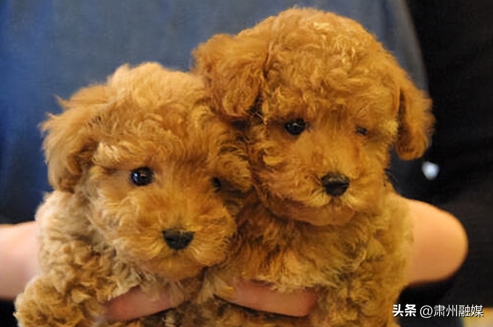 拉布拉多养狗公的好还是母的好,养狗是养两只公的还是两只母的