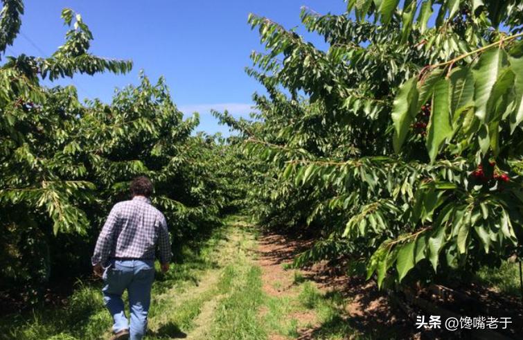 车厘子和樱桃的价格区别大吗,车厘子和樱桃的价格区别图片