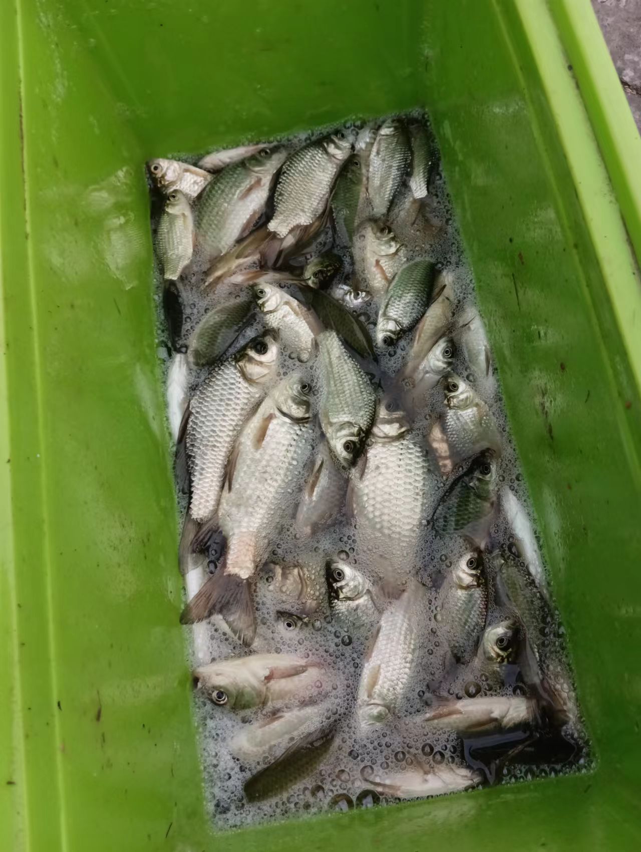 冬天野钓湖库怎样选钓点,冬天池塘钓点的选择方法和技巧