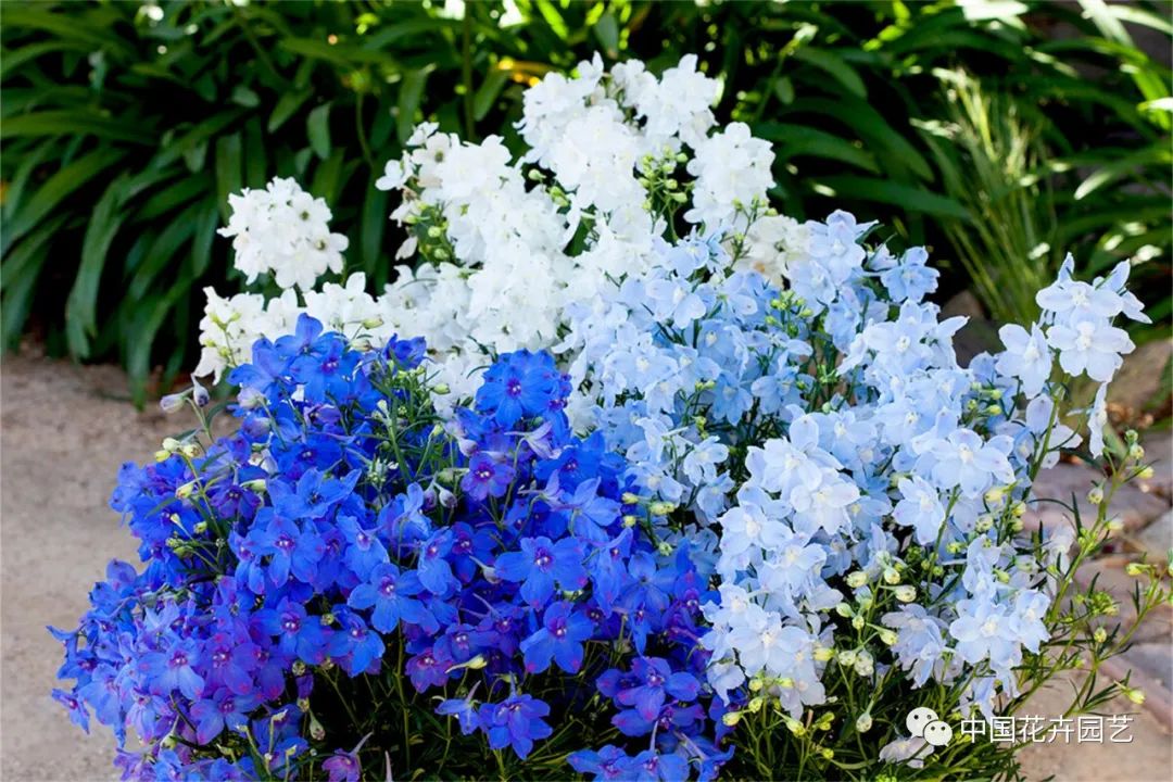 鑺卞崏鍝佺灞曠ず,鏂颁紭鑺卞崏鍝佺灞曠ず