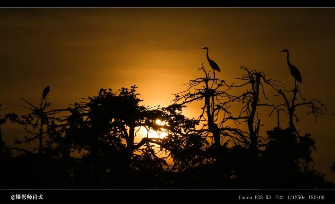 哪里能买到佳能rf800mmf5.6定焦镜头,佳能rf600与佳能rf800mm对比图