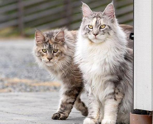 养缅因的缺点,不养缅因猫的6个理由太可怕了