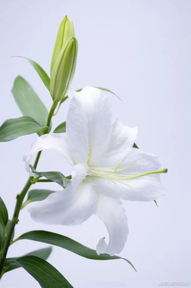 雪白的百合花,纯洁的百合花习作