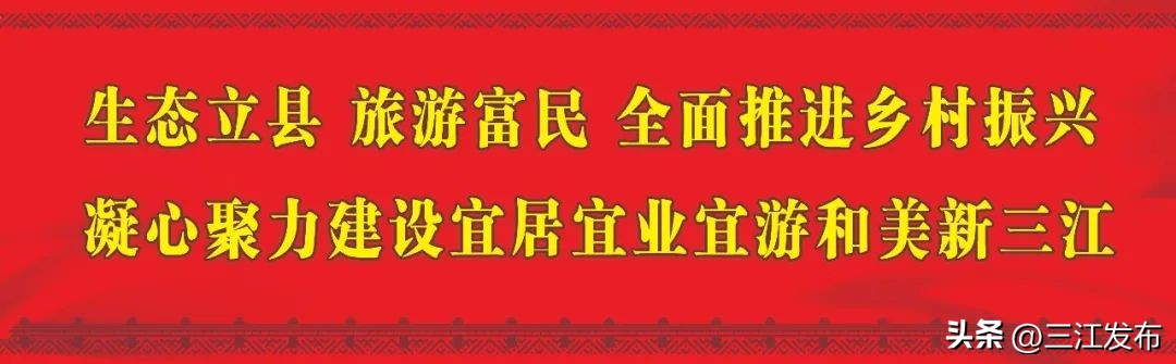 三江县早春茶央视宣传,三江早春第一茶