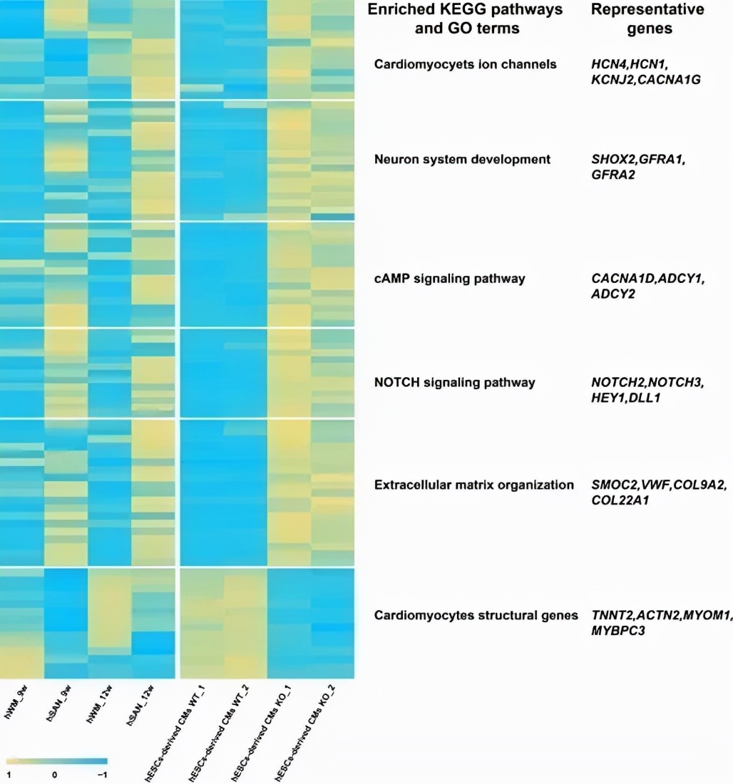 复旦大学最尖端的科研成果,复旦团队发表研究成果