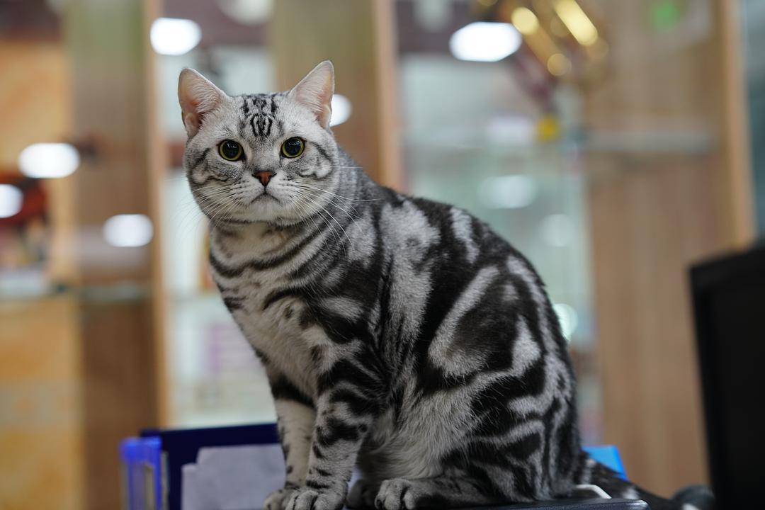 国内禁止养的四种猫,已经养了的禁养猫怎么处理