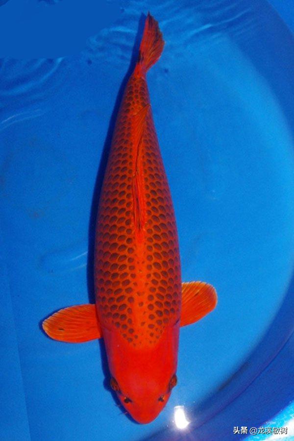 锦鲤分类及鉴赏详解红白锦鲤,锦鲤知识锦鲤分哪几大类