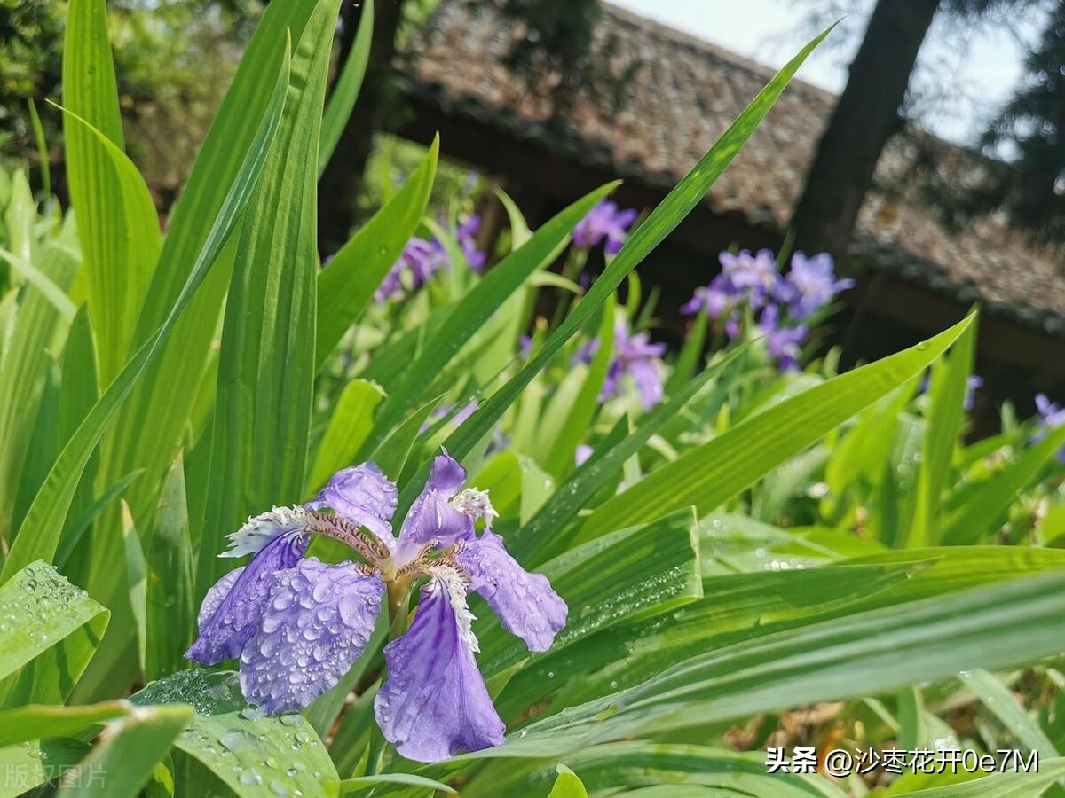 行走的青春免费观看完整版,小说行走的青春