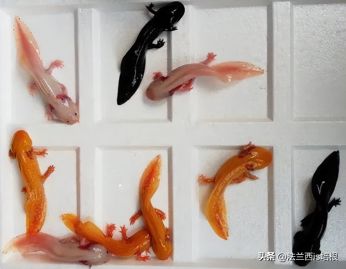 广州海关截获“六角恐龙”,花鸟市场50元6条,难道是濒危物种?