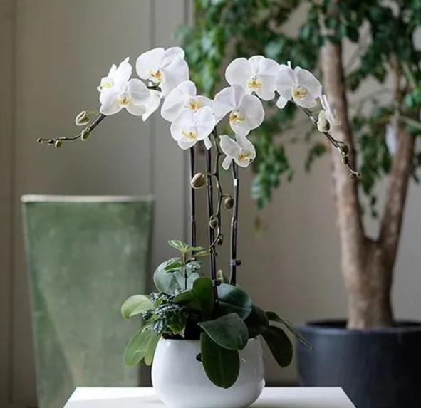 女性领导办公室绿植图片,适合放在领导办公室的绿植