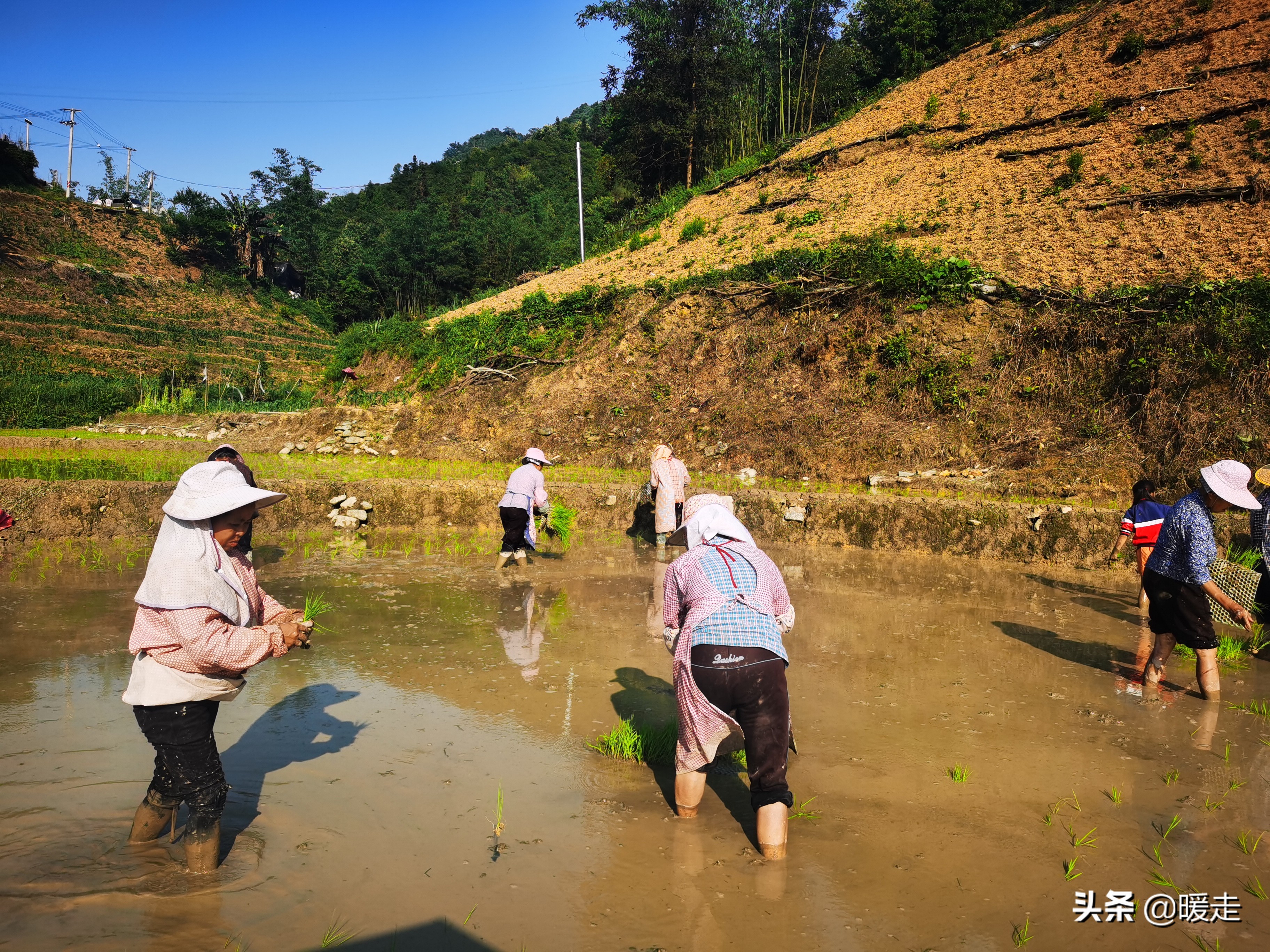广西农民种田,乡村种田的生活视频