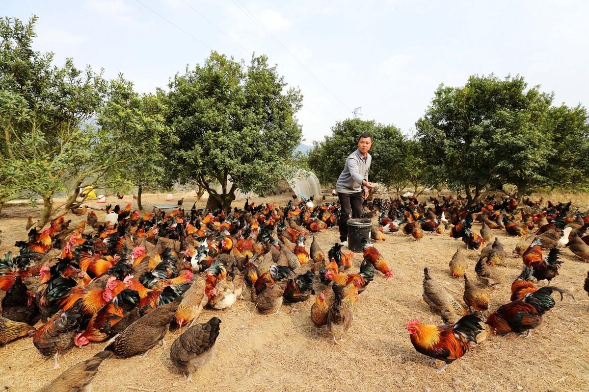 湖南小伙承包5000地只养十只鸡,农民大哥承包500亩土地养了10只鸡