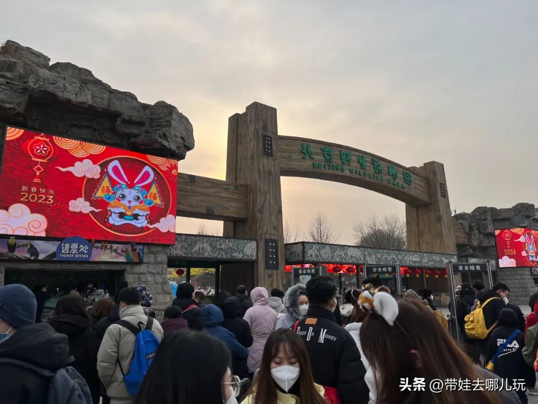 一天玩遍北京野生动物园,包场去鸟巢