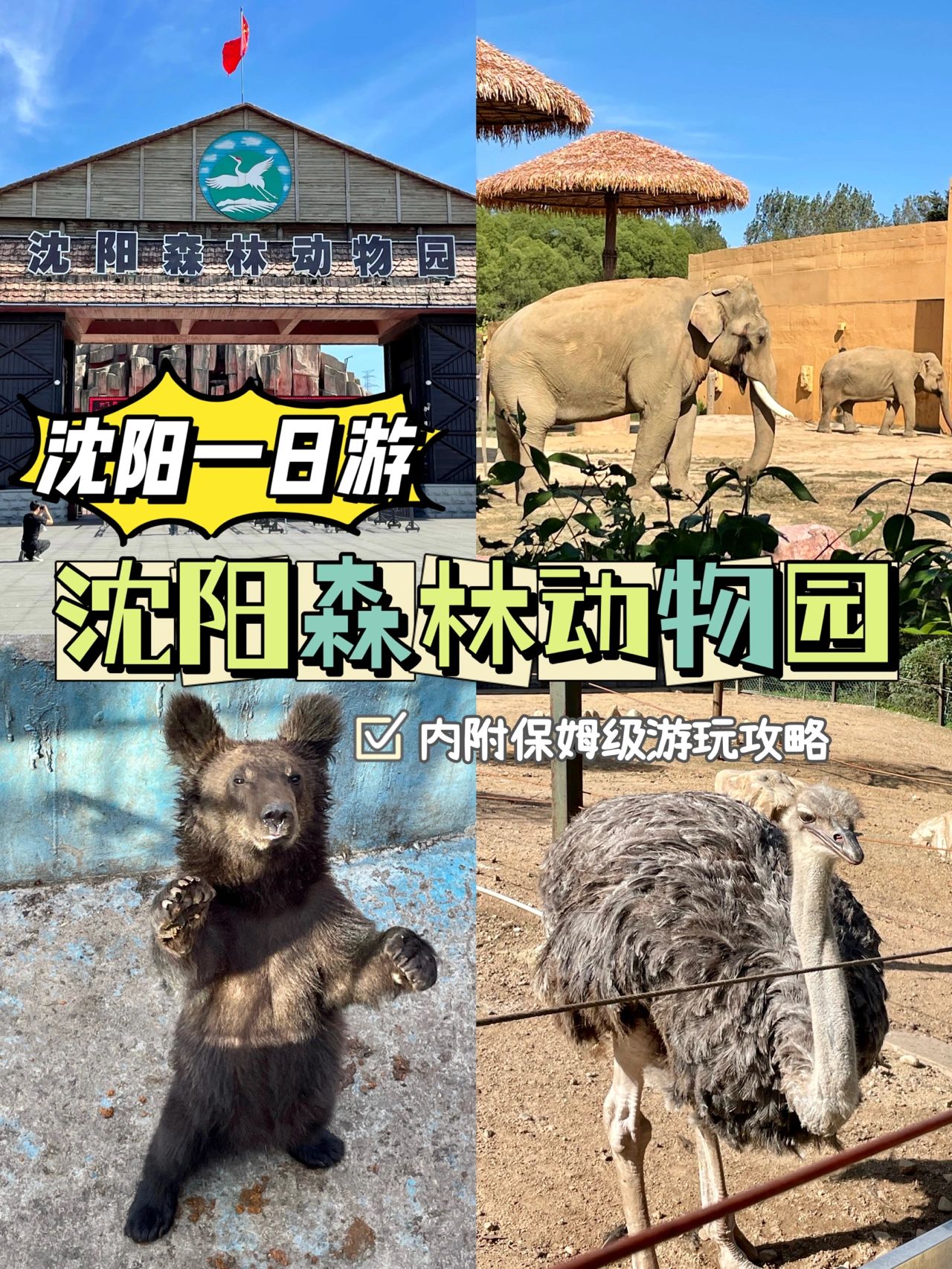 沈阳森林动物园熊猫,沈阳森林动物园蛇