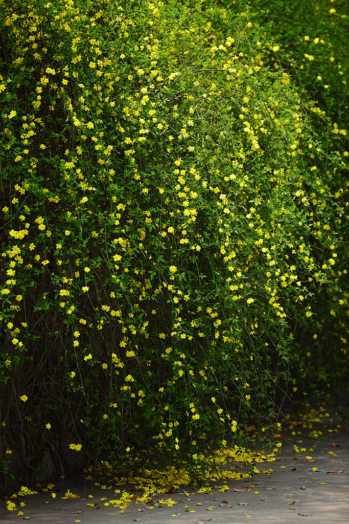 春游观赏的花有哪些,春天赏花什么花好看