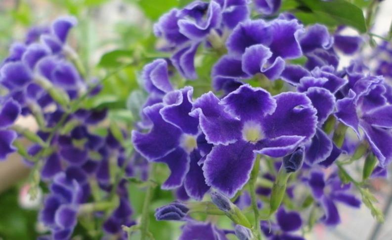 惊艳夺目!看这些绚丽多彩的紫罗兰花开满房间!