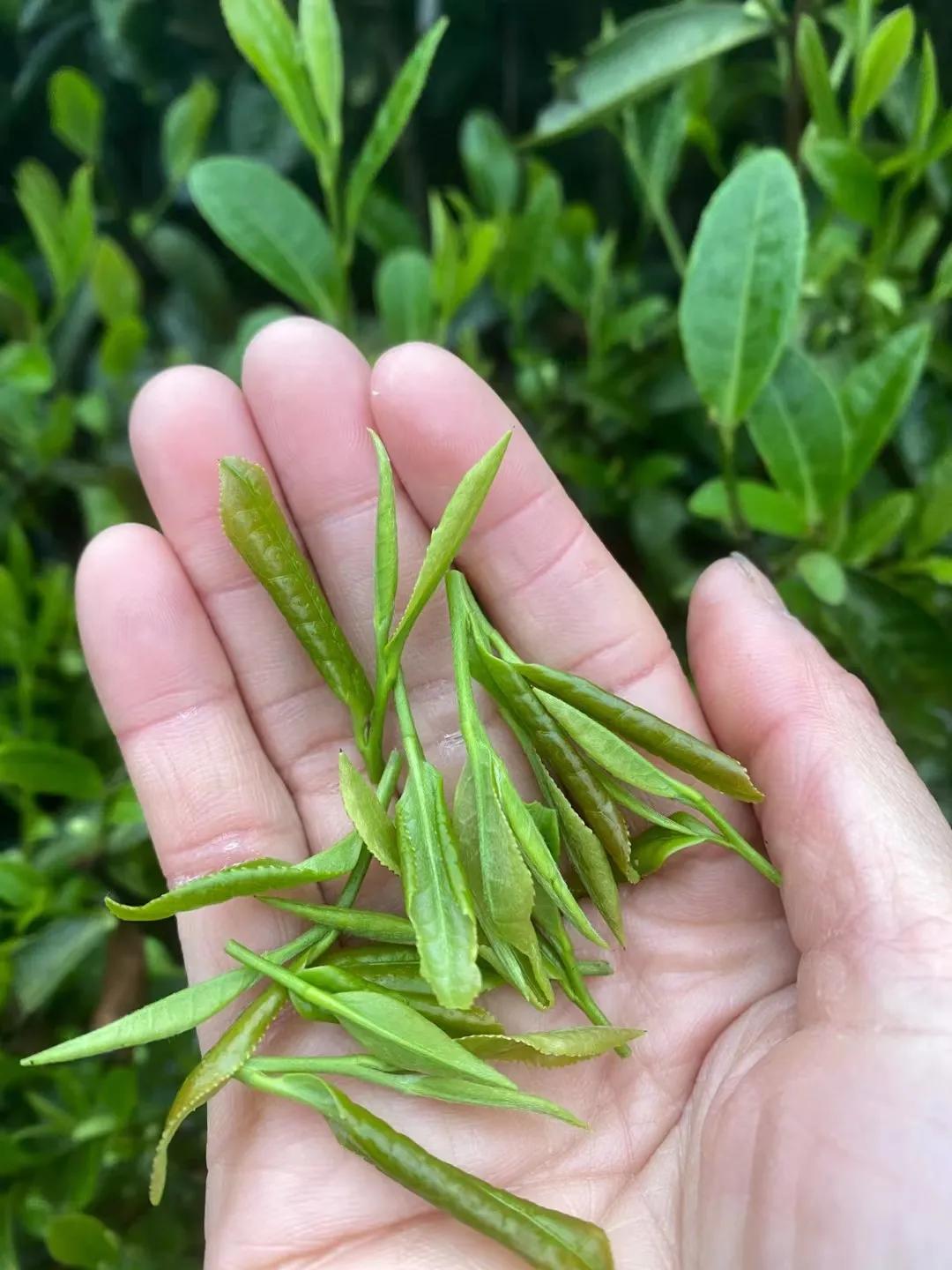 谷雨茶和明前茶的区别哪种茶更好,明前茶雨前茶谷雨茶哪个最好