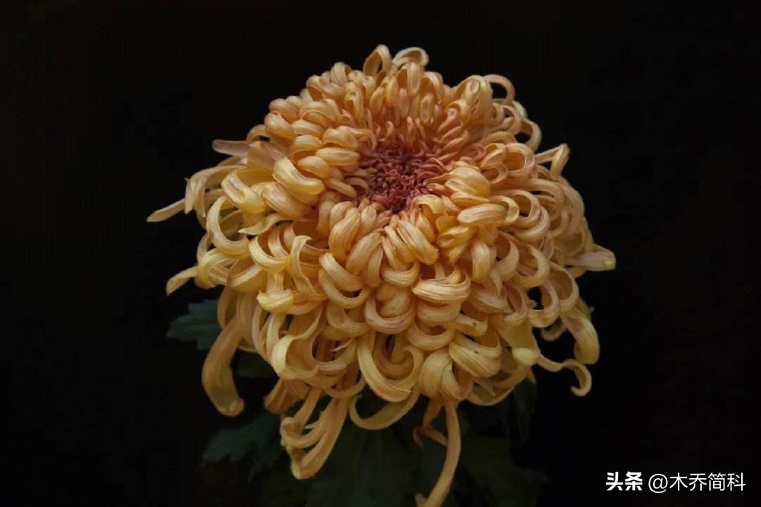 民俗文化中菊花的象征意义,菊在古代的象征意义和品质