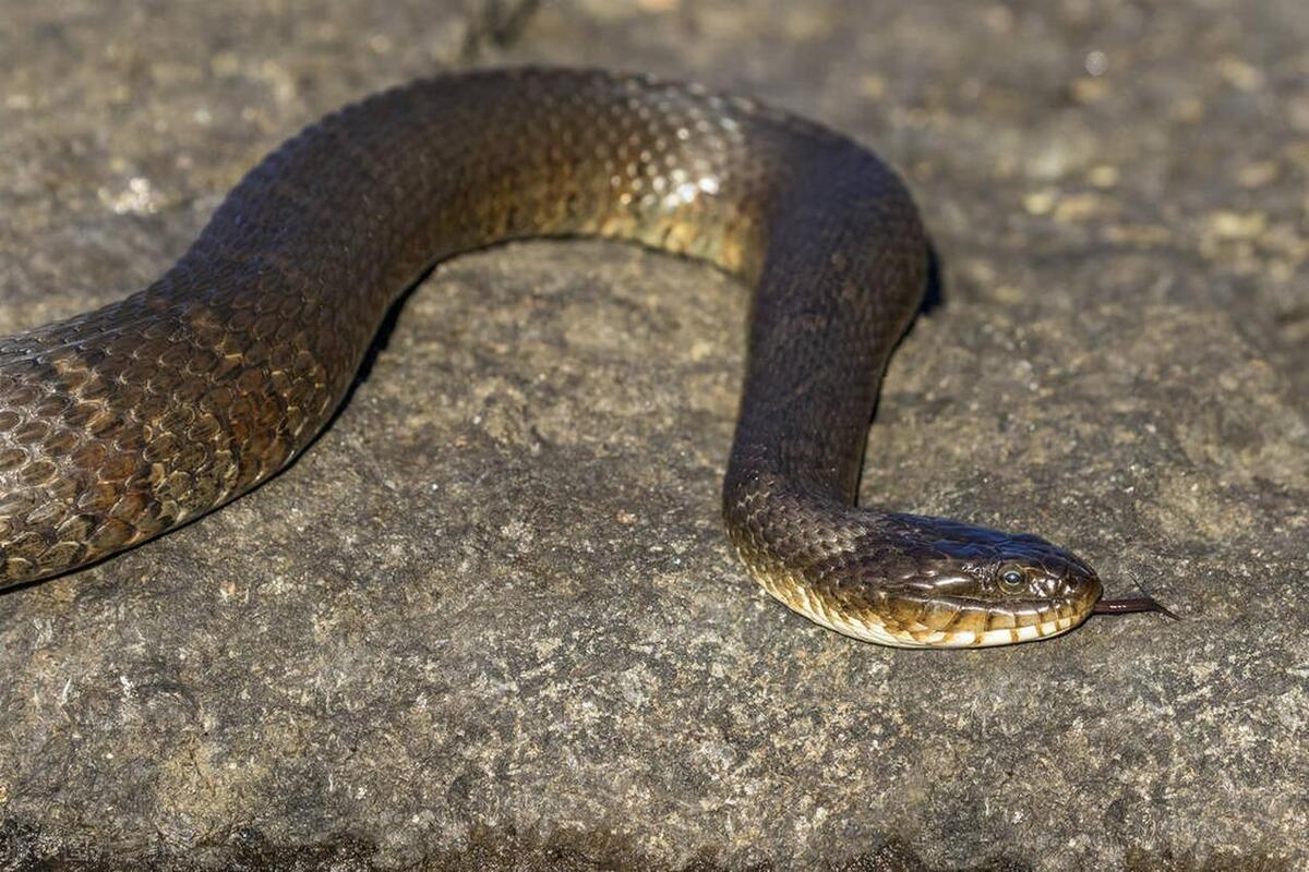 水蛇是什么样子有毒吗,水蛇是水属性的吗