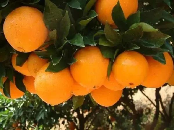 正宗赣南脐橙一件代发广告,脐橙一件代发货源厂家直销