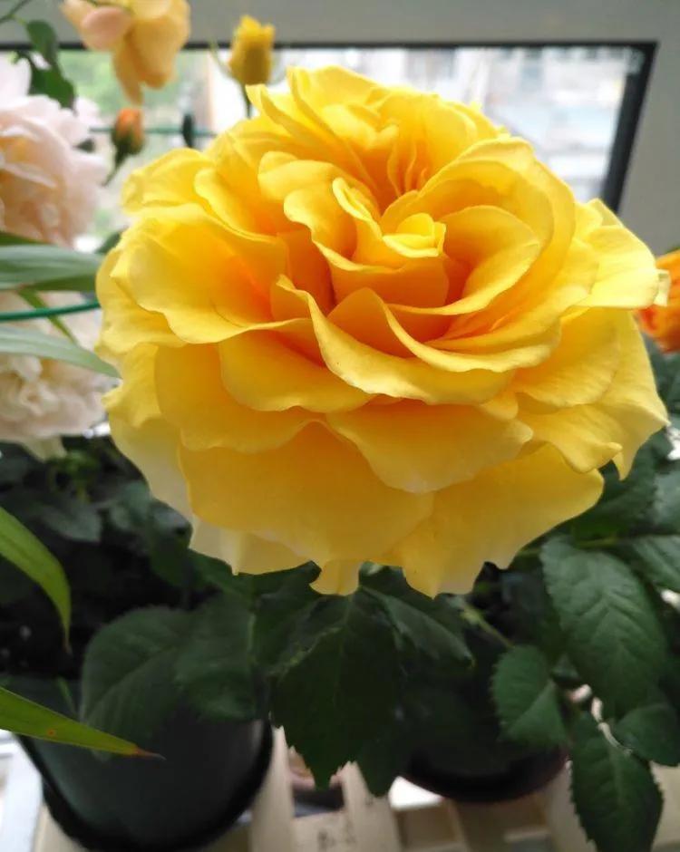 月季美图100张,月季花唯美高清图片大全