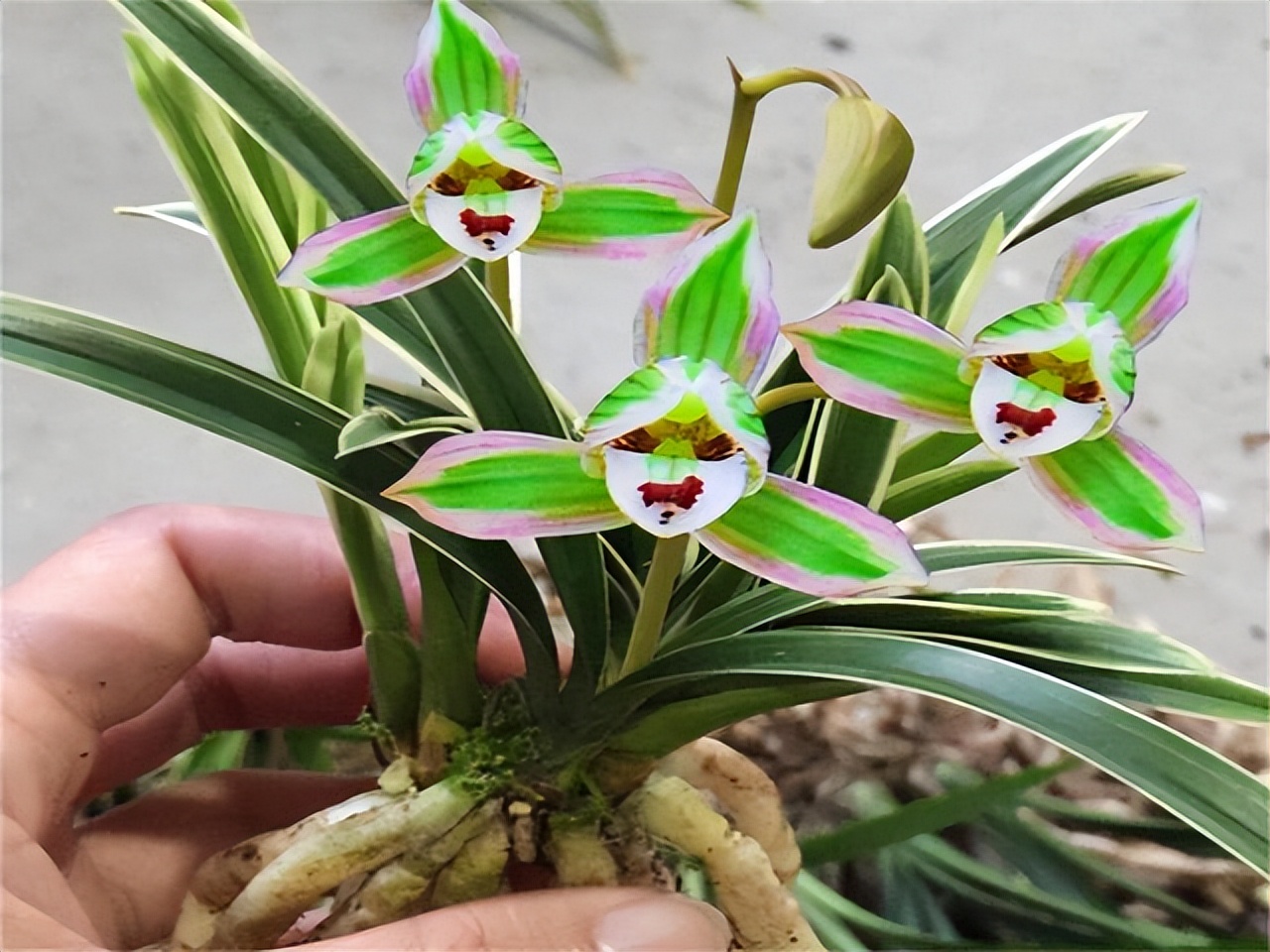 帝王妃金边矮种兰花是否四季常青,带金边的建兰品种兰花图片