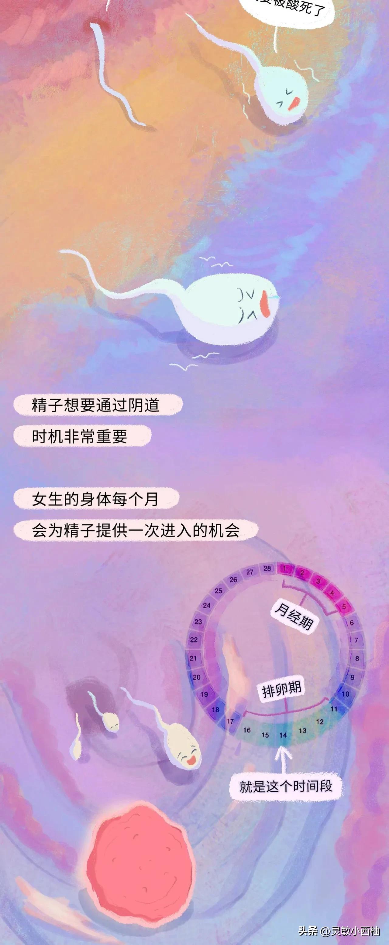 （漫画）精子进入女性体内的全过程，真的太神奇啦