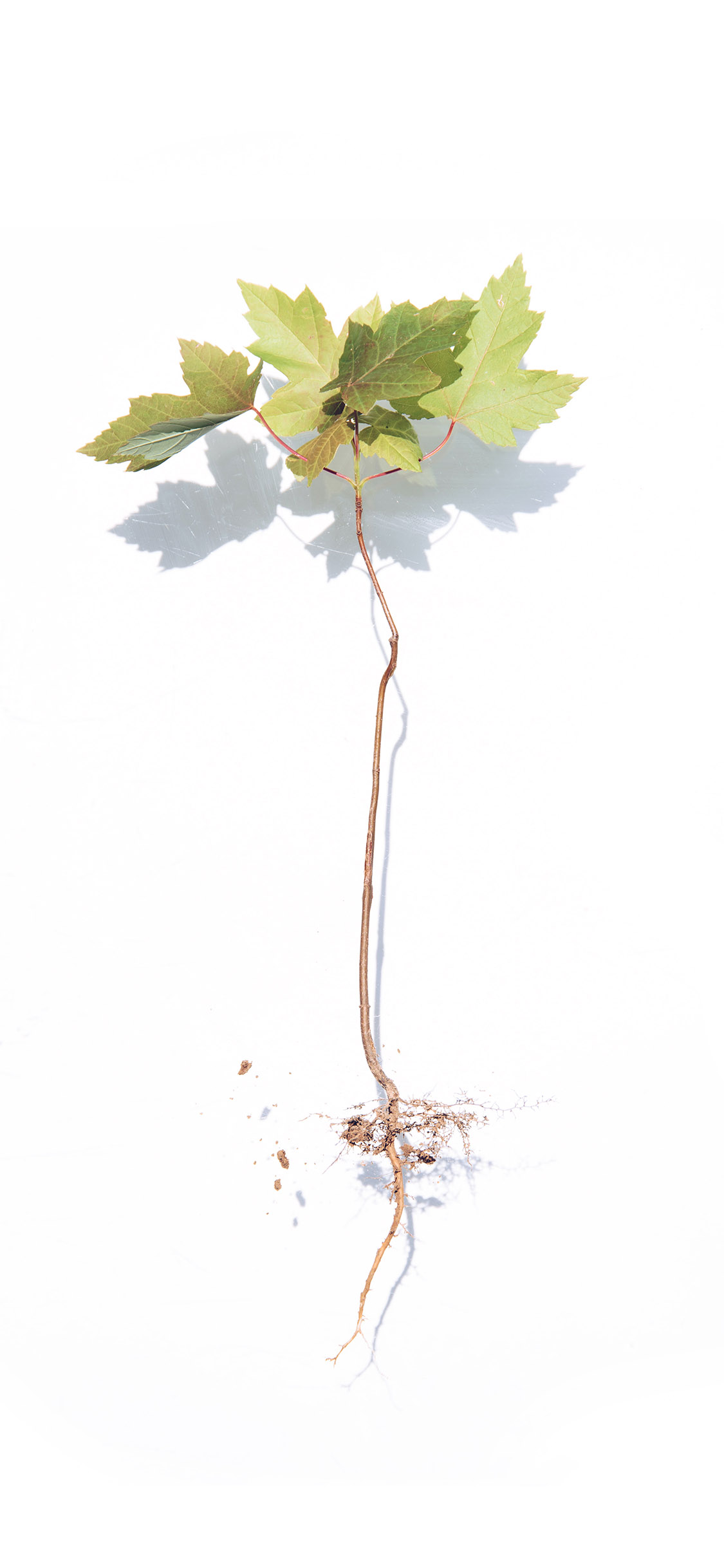 2023年手机壁纸,2023年最新款超清手机壁纸