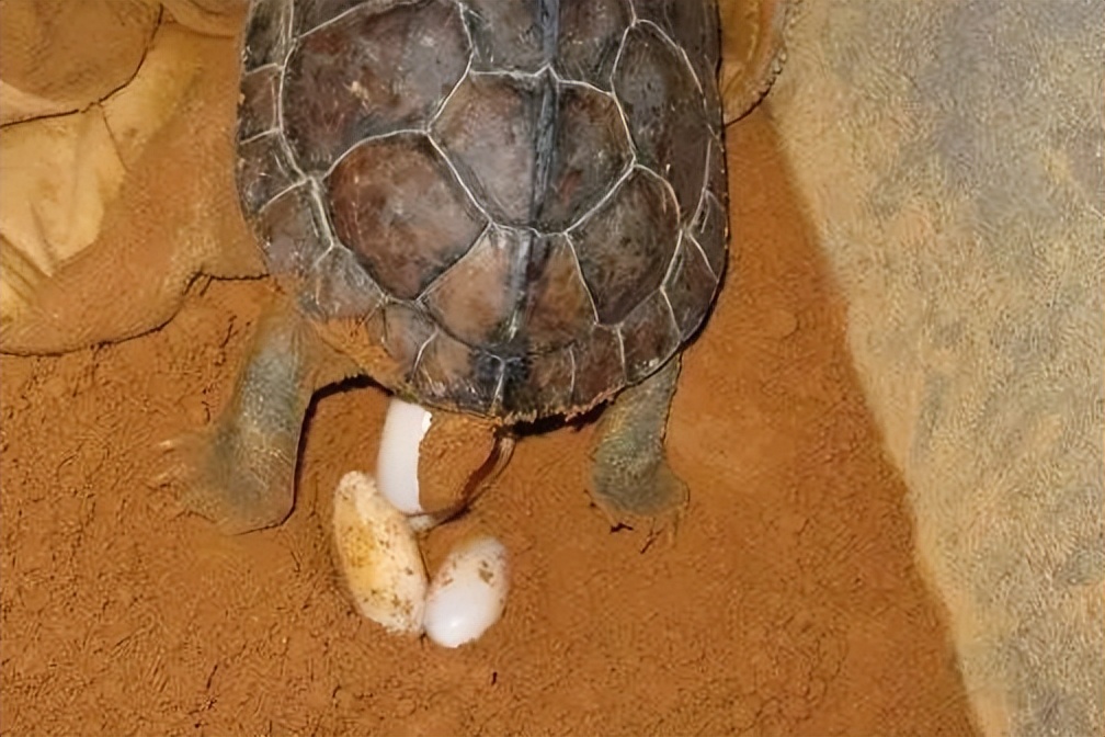 龟蛋孵化什么最好,龟蛋孵化有什么禁忌呢