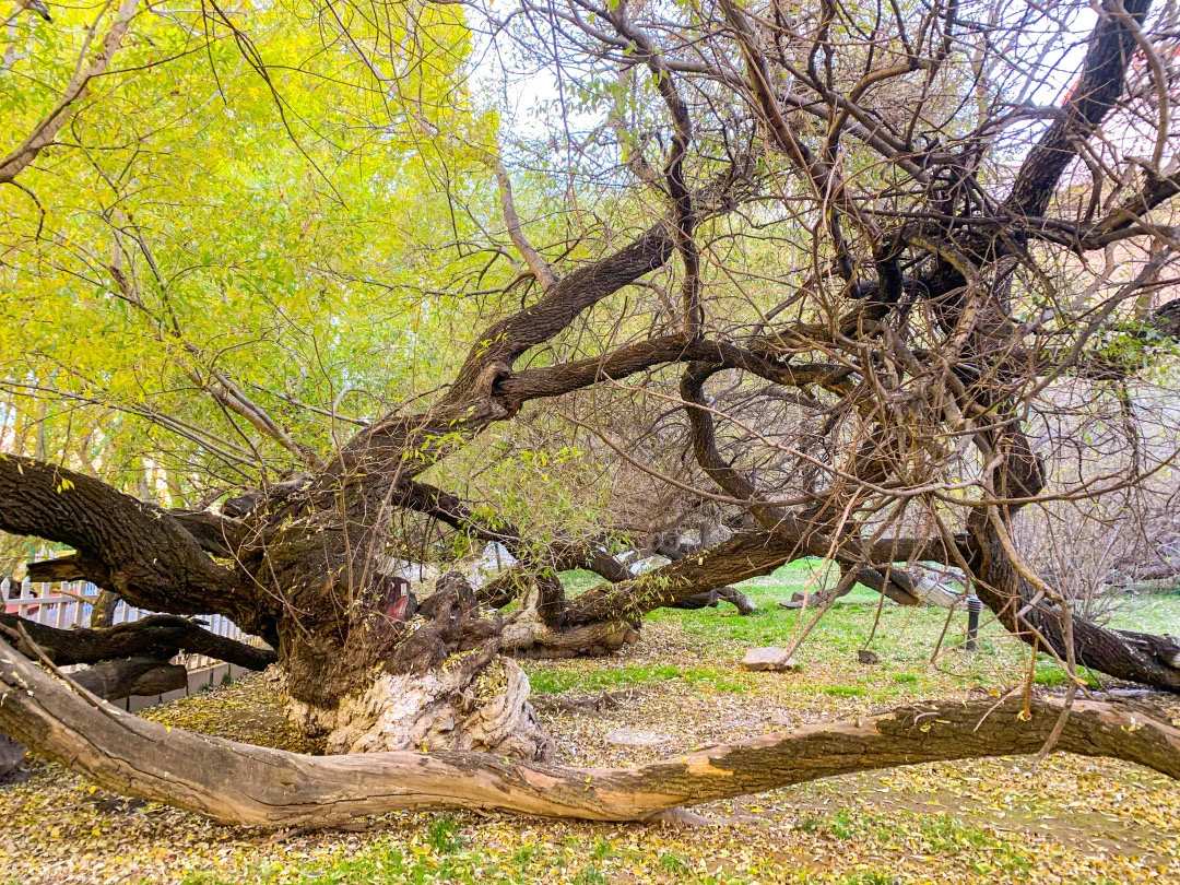 错过了十月的*藏西**，你就错过了这个星球最壮丽的秋色