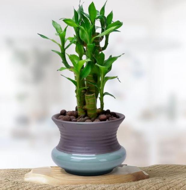 观音竹叶片发黄怎么治,观音竹水培叶尖发黄补救小妙招