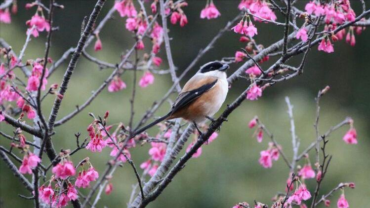 春天古诗名句和赏析,春天100首古诗词