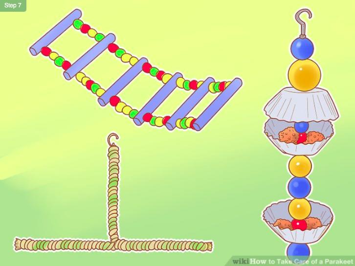 怎么照顾虎皮幼鸟,怎么照料小虎皮鹦鹉