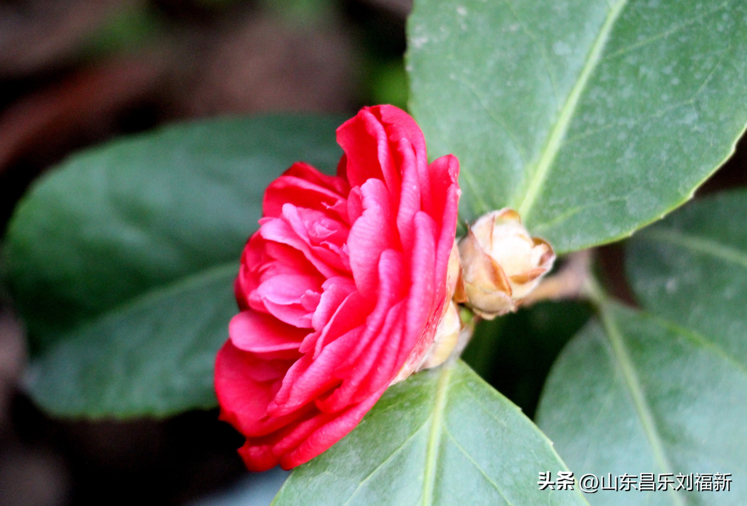 2023年3月中旬散拍·一点儿感受