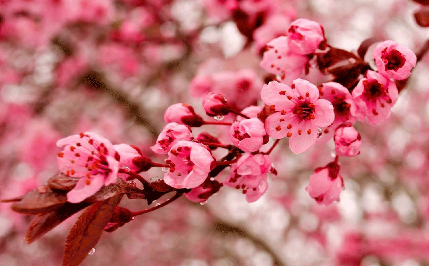 水果中桃子代表什么,为什么桃子被称为天下第一果