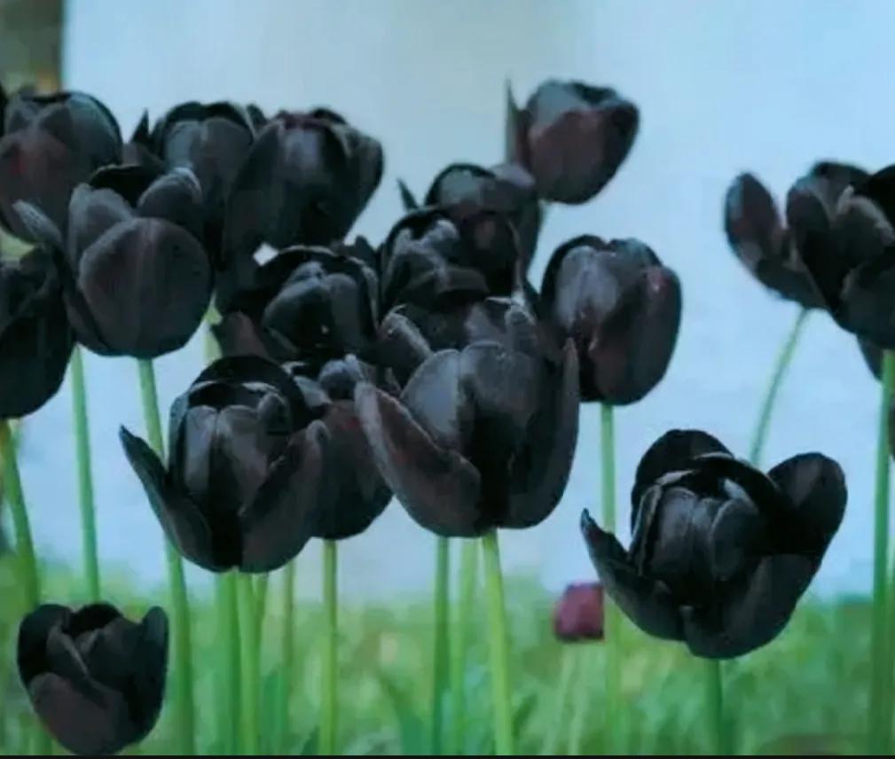 郁金香花语系列,郁金香花语唯美语句