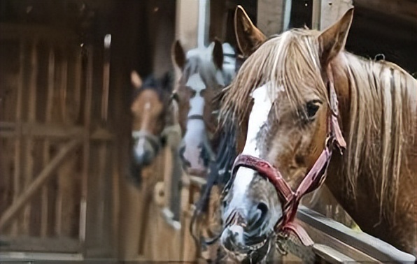 唐朝与回鹘的绢马贸易,唐朝的贸易