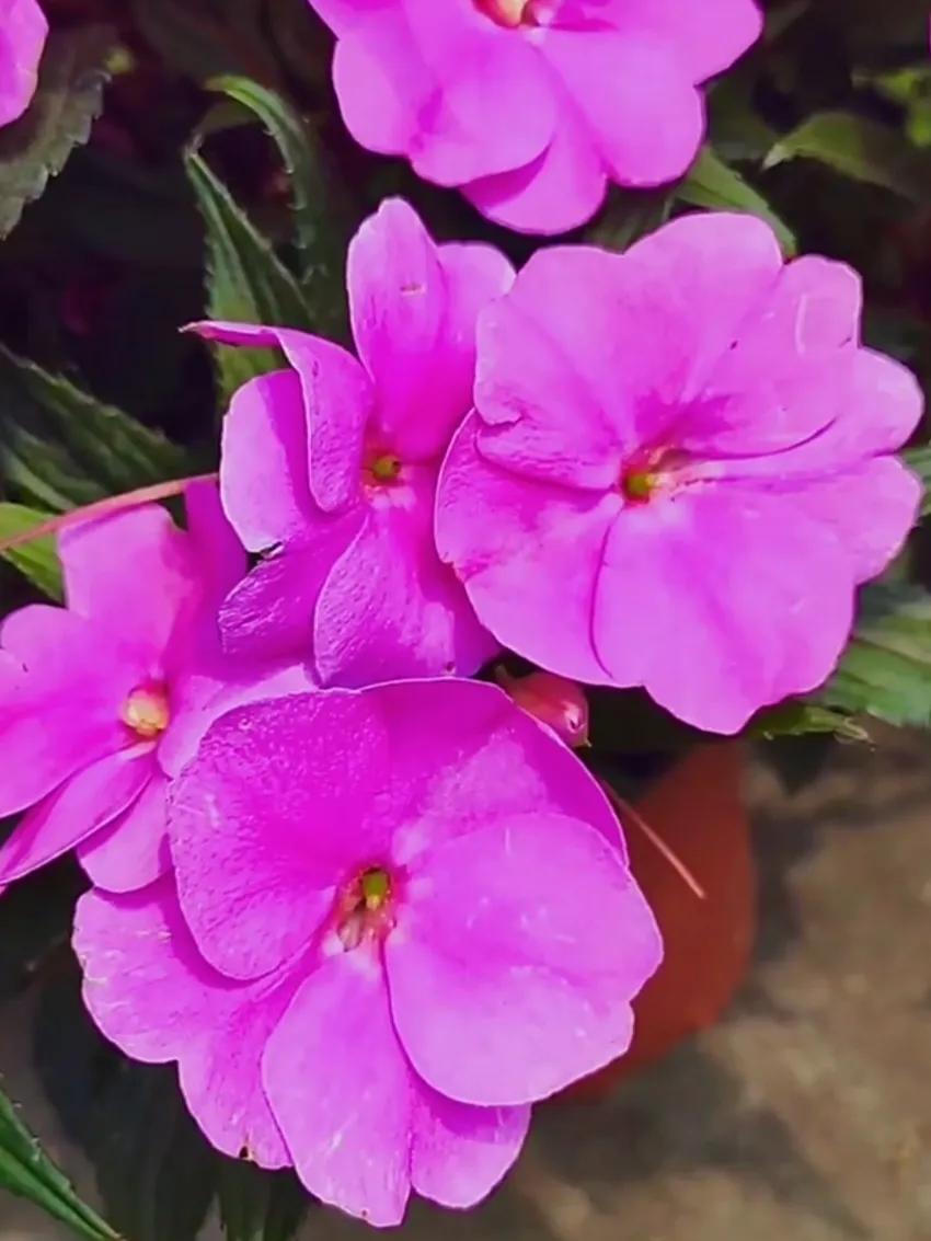 美丽五颜六色的凤仙花,七月最美的花景视频素材